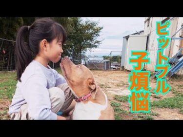 【ピットブル】子煩悩？凶暴犬？ 育て方で天国と地獄の犬種です