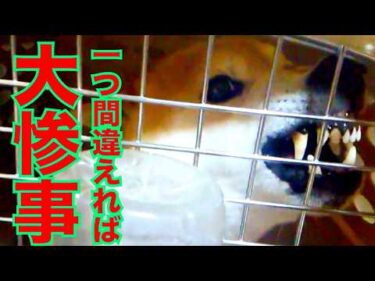 【一つ間違えれば大惨事】ドキドキ💓ハラハラ「総集編」