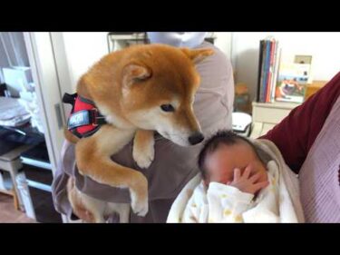 赤ちゃんの影響で柴犬が子犬モードに突入！？可愛い瞬間が満載！