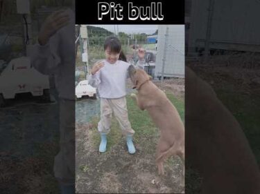 【凶暴】ピットブルを忘れなさい #保護犬 #ピットブル #かわいい犬