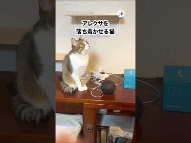 🐱「まぁまぁ落ち着けよﾁｮﾝﾁｮﾝ」｜PECO