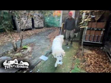 リモコン、新聞、トイレットペーパー…毎朝何かしらやらかすリリーです　 Great Pyrenees　グレートピレニーズ