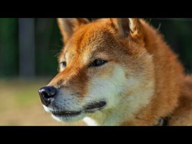 【柴犬】巧くん体調不良と夜中叫ぶようになっています