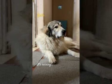 Belle ベル #greatpyrenees #todaysrunrun #グレートピレニーズ #今日のルンルン
