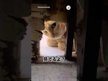 穴から見られてる👀｜PECO