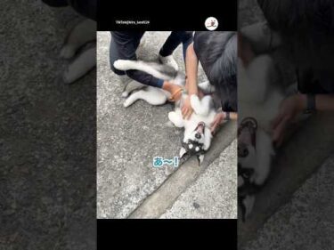 大好きな人に会って、爆発するハスキー｜PECO