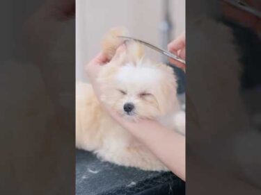 トリミング中に寝落ちする子犬 #トリミング #子犬 #asmr #puppy  #犬のいる暮らし