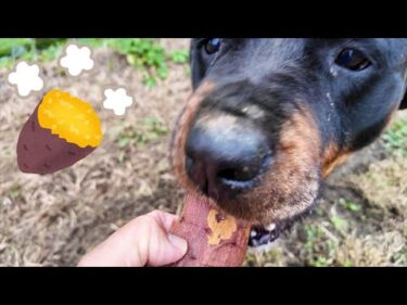 犬舌ロットワイラー権蔵に出来立てのやきいもあげてみた🍠