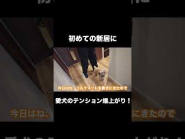 初めて来た新居にテンション爆上がりのトイプードル