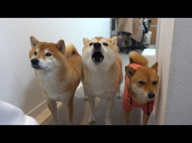 もう我慢の限界！柴犬が揃って怒りの猛抗議⁉︎クレーム処理する事態に。。