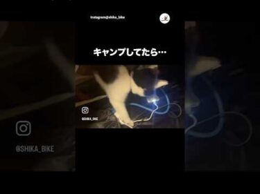 キャンプ場で過ごした相手｜PECO