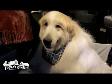 シャンプーして真っ白になったアランと付き添いの汚れ放題犬ベルとリリーです　Great Pyrenees　グレートピレニーズ