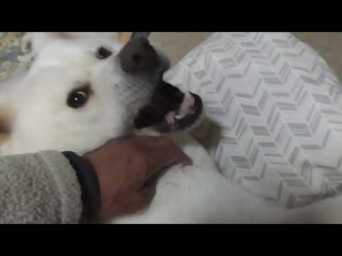 【秋田犬ゆうき】クマ騒動のお散歩では物足りないので自宅に帰ってから第２ラウンドを始める【akita dog】