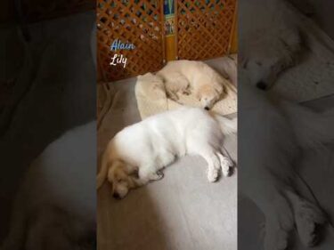 Alain Lily  #greatpyrenees #todaysrunrun #グレートピレニーズ #今日のルンルン