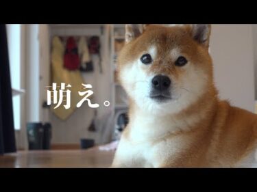 とんでもない大雨の日、柴犬は奇跡的な可愛さを見せました。