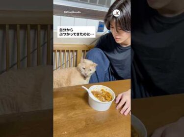 自分からぶつかってきて怒る猫｜PECO
