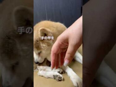 盲目犬は驚かさないように、こうやってさわってるよ。14歳柴犬いちご　#柴犬 #shibainu