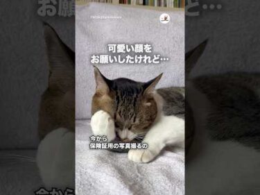 どうぶつ健康保険証用の写真撮りたくて…｜PECO