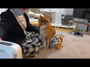 柴犬を巻いてみたら涙が止まらない結末に。