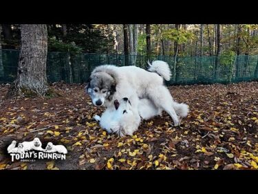 段々とリリーに対して手加減をしなくなってきたベルです　Great Pyrenees　グレートピレニーズ