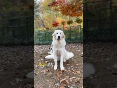 Belle Lily #greatpyrenees #todaysrunrun #グレートピレニーズ #今日のルンルン
