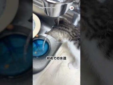 水がずっと流れてる！！｜PECO