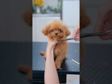 モジャモジャから熊さんに大変身する子犬 #子犬 #犬のいる暮らし #癒し