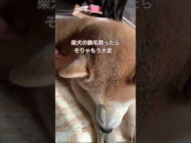11歳柴犬りんご。換毛期。#柴犬 #shibainu