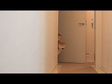 実家にいくと‥柴犬と赤ちゃんが想像以上に姉弟でした。