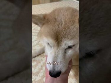 なでるのやめると催促する11歳柴犬りんご　#柴犬 #shibainu