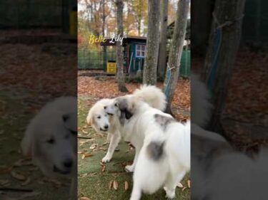 Belle Lily #greatpyrenees #todaysrunrun #グレートピレニーズ #今日のルンルン