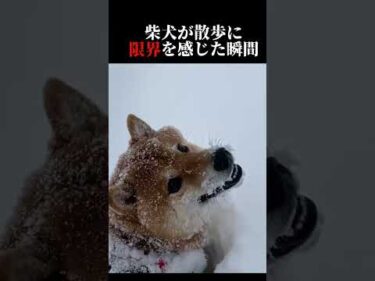 柴犬が散歩に限界を感じた瞬間 #豪雪 #shibainu #青森