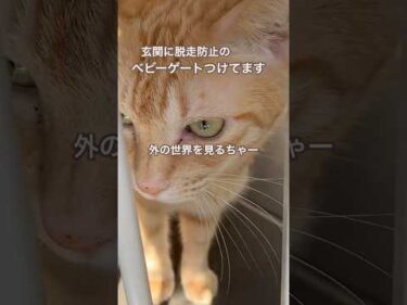 外の世界こわい7歳茶トラ猫ちゃー#茶トラ猫