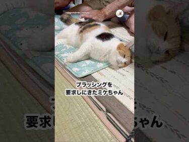 ブラッシングして欲しかったんだね☺️｜PECO