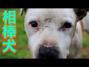 【老いた相棒】アメリカン・スタッフォード・シャーテリア「ポチ」