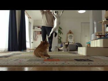 柴犬と猫の距離が空いた結果‥こうなりました。。