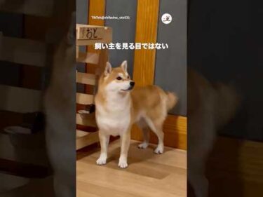 冷ややかな目線の犬｜PECO