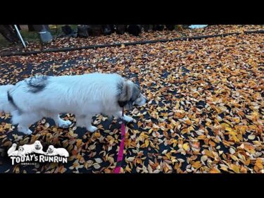 足元の紅葉をカサカサ踏みしめながらお散歩したアランとベルとリリーです　Great Pyrenees　グレートピレニーズ