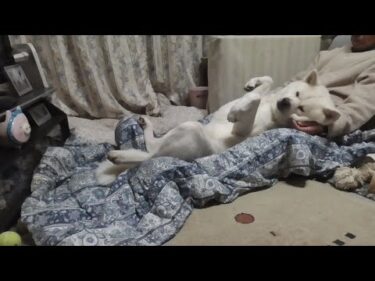 【秋田犬ゆうき】こっち来い♪と呼ばれた飼い主の薄布団が快適過ぎてヘソ天のまま寝落ちする【akita dog】
