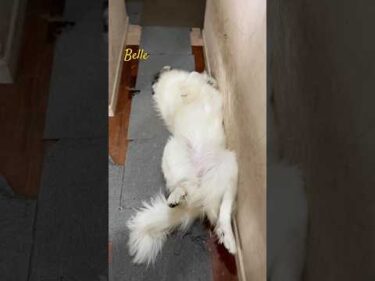 Belle ベル #greatpyrenees #todaysrunrun #グレートピレニーズ #今日のルンルン