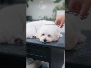 トリミング中に爆睡してしまう犬 #子犬 #犬のいる暮らし #癒し