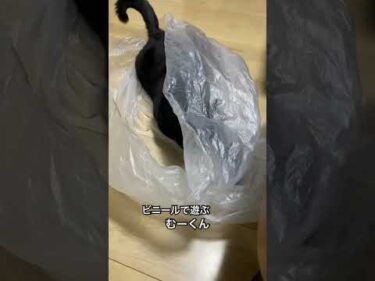 ガサガサ遊びでバビューン。1歳黒猫むーくん。#黒猫