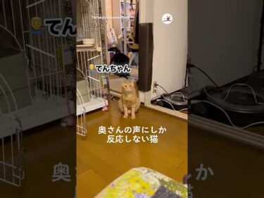 旦那さんを無視する猫｜PECO