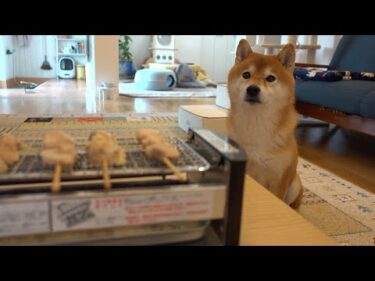 柴犬と男2人で男子会やってみた。