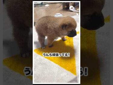 💩しても慌てず見守る主さんも素敵✨｜PECO