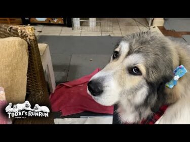 トリマーさんも苦笑い…汚れに汚れた状態から真っ白になったベルです　Great Pyrenees　グレートピレニーズ