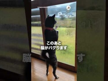 脳がバグる｜PECO