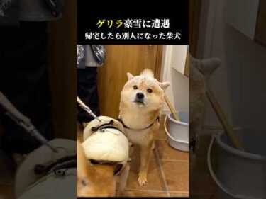 柴犬がゲリラ豪雪に遭遇して帰宅したら別人になってました。 #shibainu #大雪 #吹雪