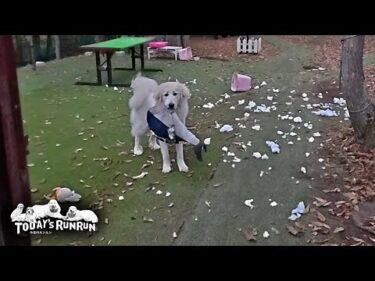 マグロよさらば！完全かつ完璧にマグロを解体したリリーです　Great Pyrenees　グレートピレニーズ