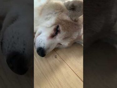 14歳柴犬いちご。すやすや寝るのは元気な証拠 #柴犬 #shibainu